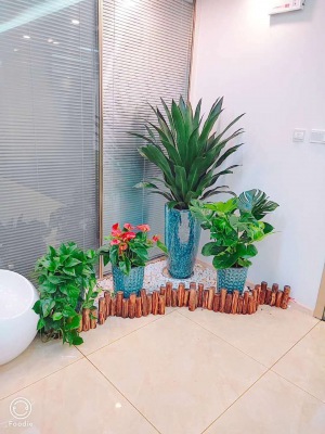 艺术（shù）组合盆（pén）景（jǐng）