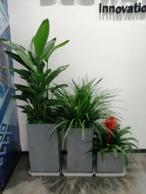 艺术组合（hé）盆景