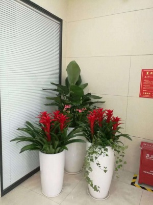 艺术组合盆(pén)景