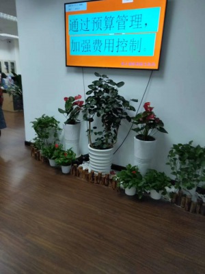 艺术组合(hé)盆景