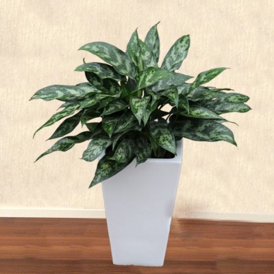 中（zhōng）型室内植物