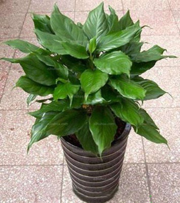 中型室内(nèi)植物