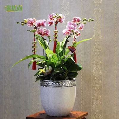 桌面盆（pén）景