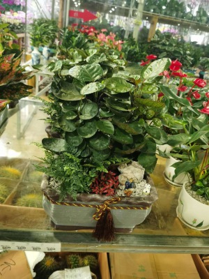 桌面盆景（jǐng）