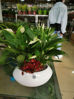 桌（zhuō）面盆景