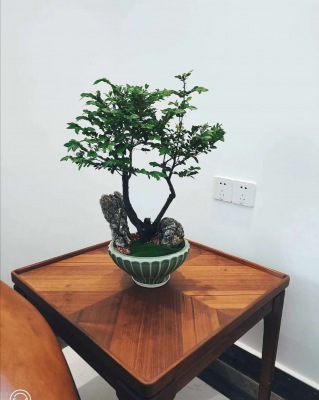 桌（zhuō）面盆景（jǐng）