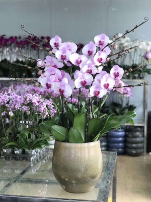 桌面（miàn）盆景