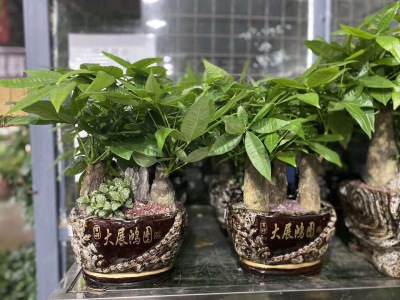 桌（zhuō）面盆景