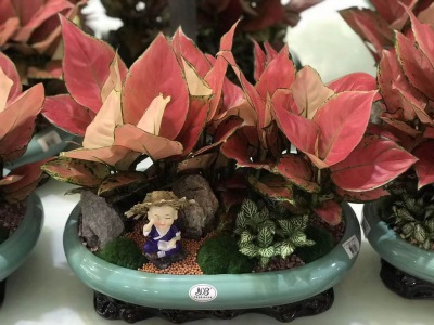 桌（zhuō）面盆景