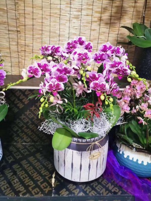 桌面盆（pén）景