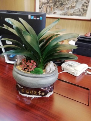 桌面盆（pén）景