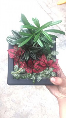 桌面盆景（jǐng）