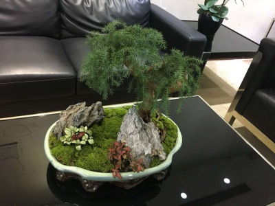 桌（zhuō）面盆景