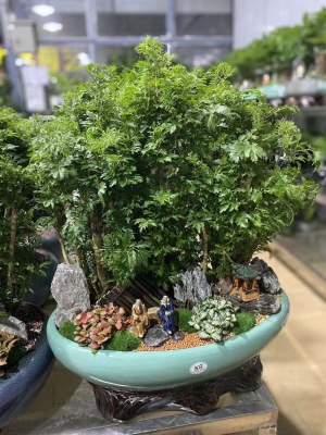 桌面盆(pén)景(jǐng)