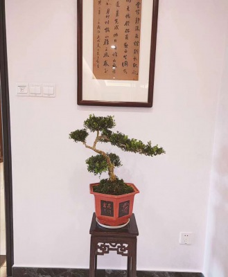 桌(zhuō)面(miàn)盆景