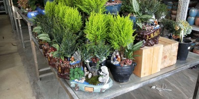 桌面盆景（jǐng）