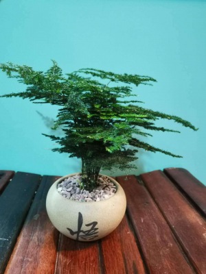 桌面盆（pén）景