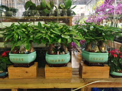 桌面（miàn）盆景