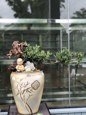 桌面盆景（jǐng）