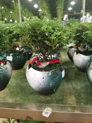 桌面（miàn）盆景