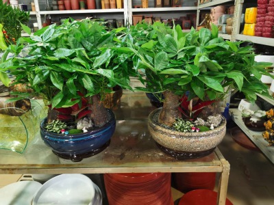 桌面盆（pén）景