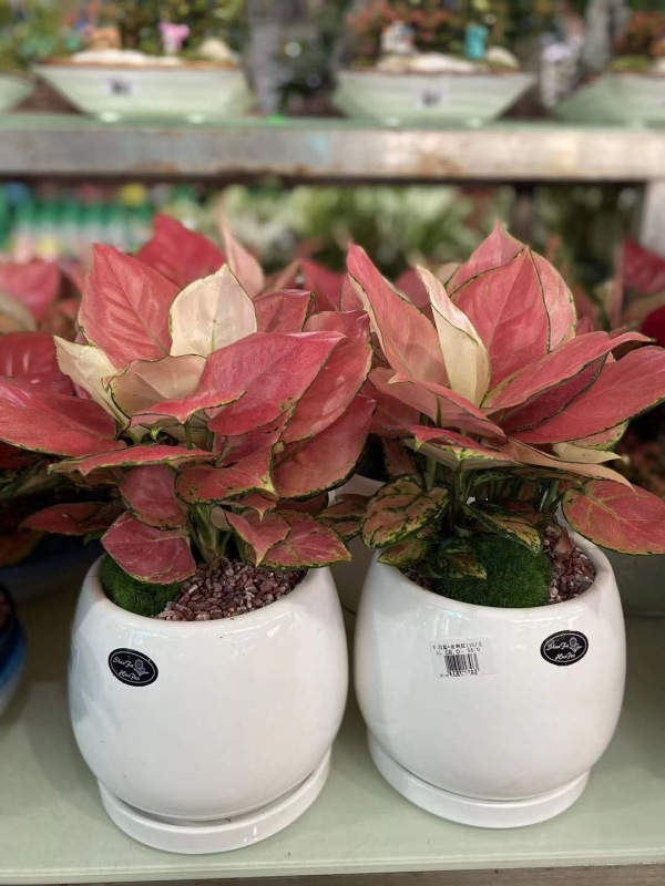 桌（zhuō）面小花