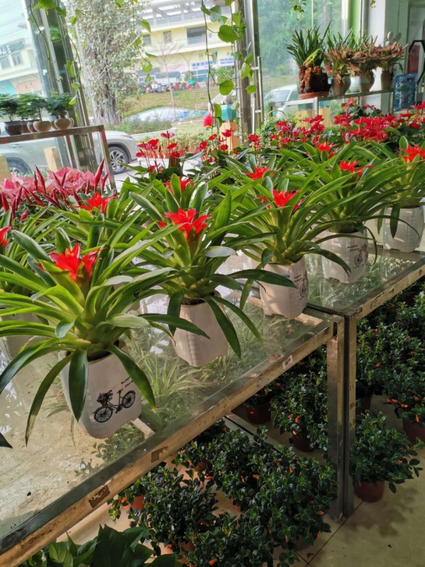 桌面（miàn）小花