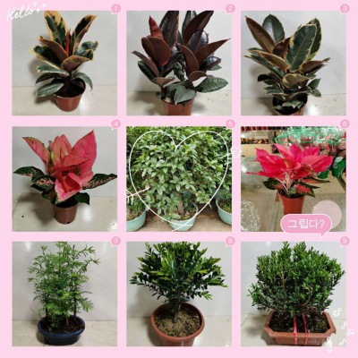 桌面小花（huā）