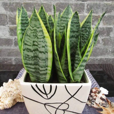 桌面小（xiǎo）花