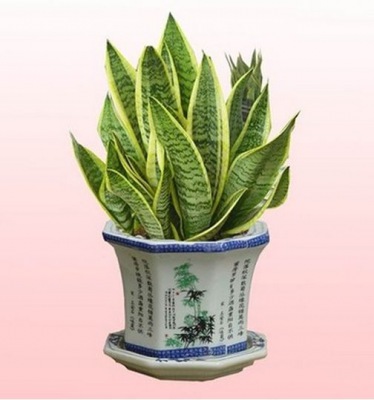 桌面（miàn）小花