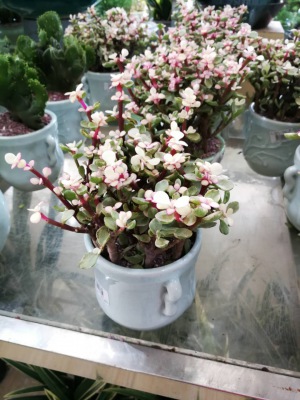 桌（zhuō）面（miàn）小花