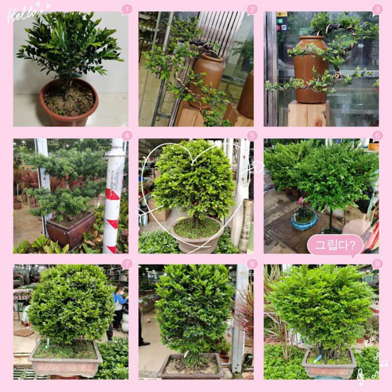 新（xīn）品绿植